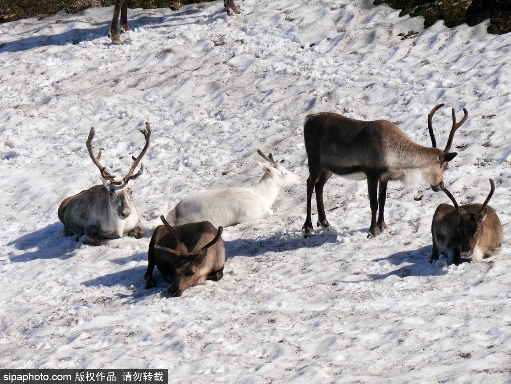 蘇格蘭雪地上的馴鹿 臥雪入睡靈氣逼人