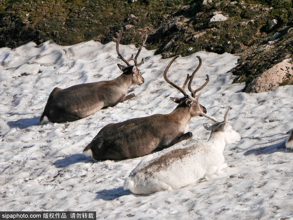 蘇格蘭雪地上的馴鹿 臥雪入睡靈氣逼人