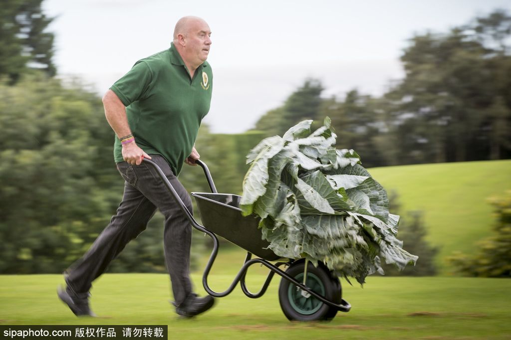 英國舉行“巨型蔬菜競賽” 南瓜綠菜中“巨無霸”亮相驚呆路人