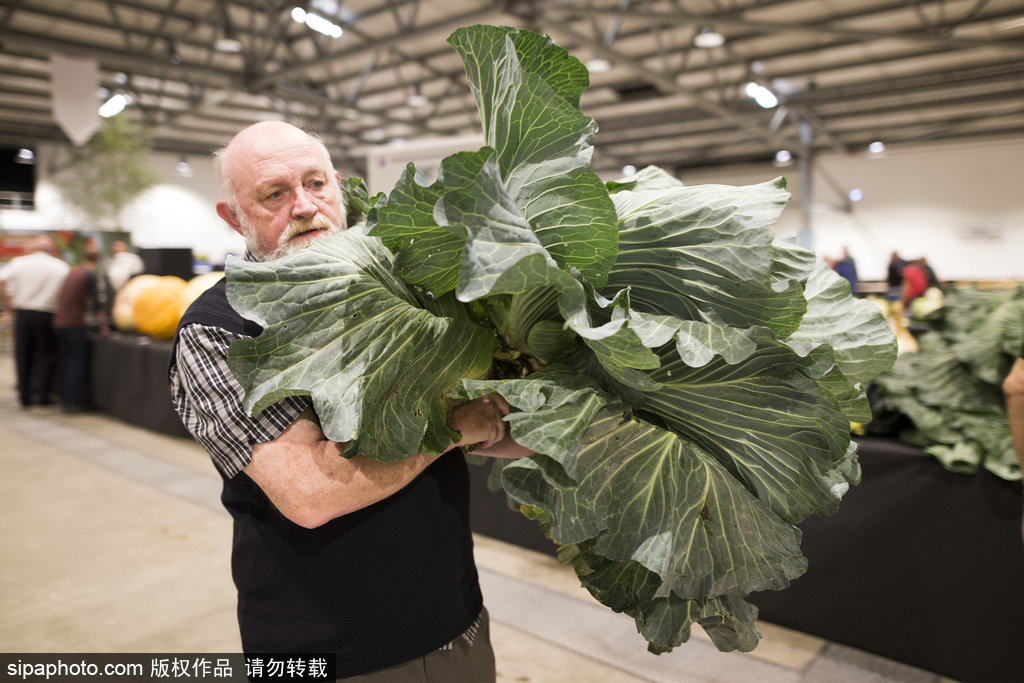 英國舉行“巨型蔬菜競賽” 南瓜綠菜中“巨無霸”亮相驚呆路人