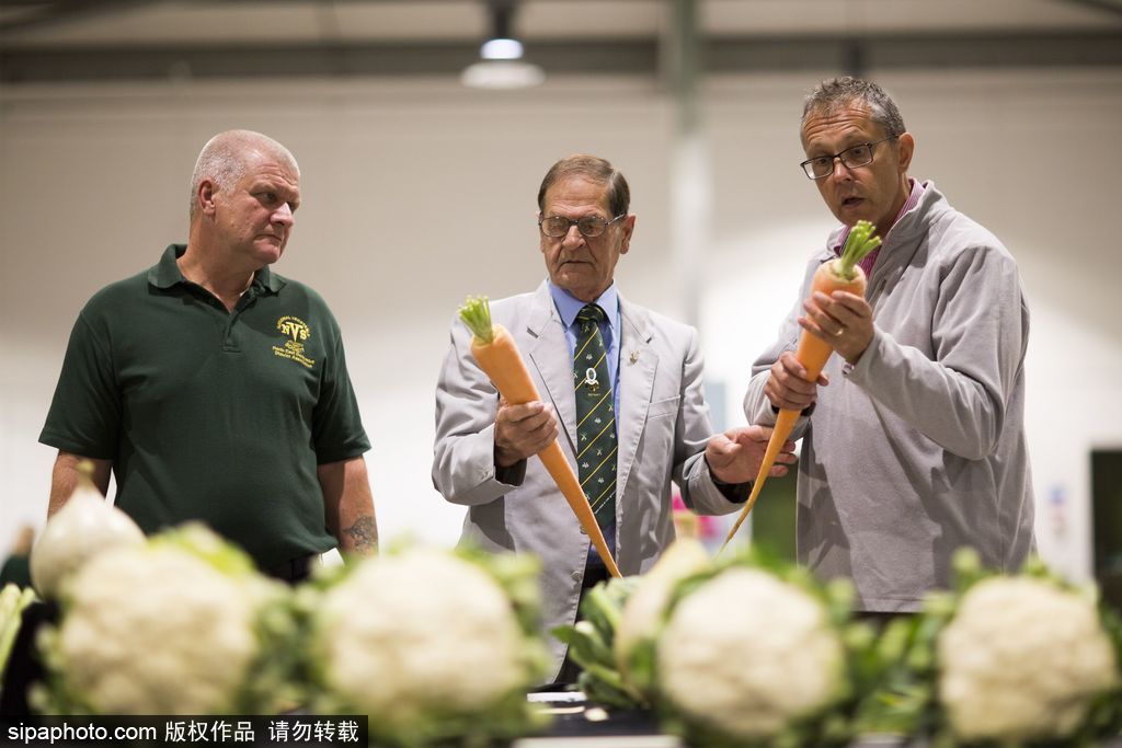 英國(guó)舉行“巨型蔬菜競(jìng)賽” 南瓜綠菜中“巨無(wú)霸”亮相驚呆路人