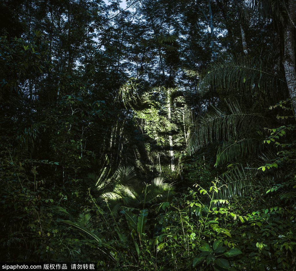 巴西熱帶雨林的投影 攝影師打造震撼光影涂鴉提倡環(huán)保