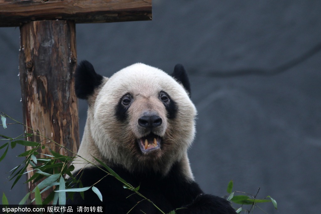 江蘇動物園國寶大熊貓首次對外開放 吸引數(shù)萬游客圍觀