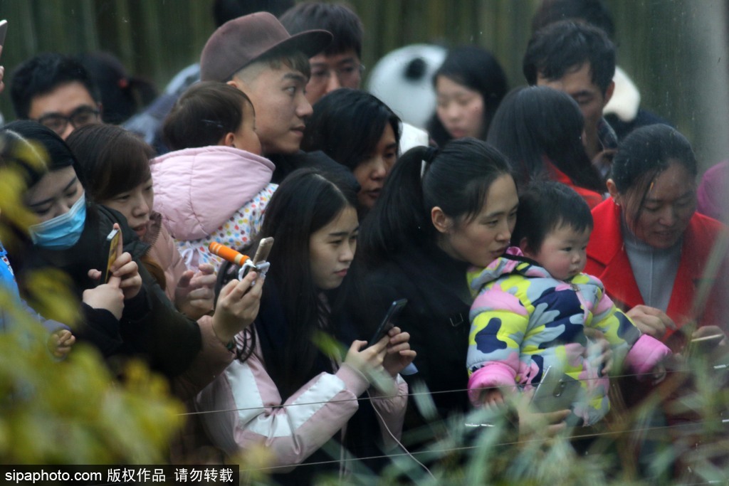 江蘇動(dòng)物園國寶大熊貓首次對(duì)外開放 吸引數(shù)萬游客圍觀