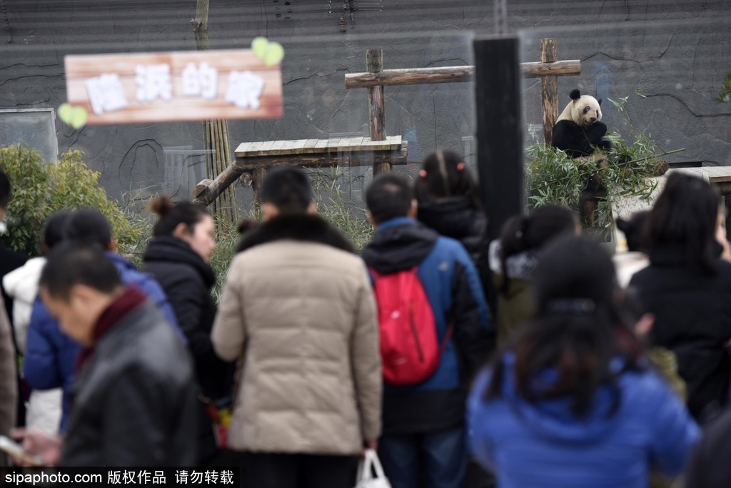 江蘇動(dòng)物園國(guó)寶大熊貓首次對(duì)外開(kāi)放 吸引數(shù)萬(wàn)游客圍觀