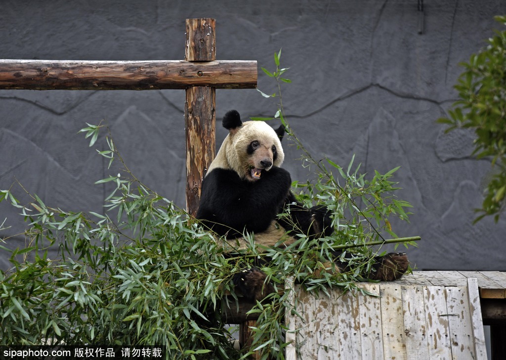 江蘇動(dòng)物園國寶大熊貓首次對(duì)外開放 吸引數(shù)萬游客圍觀