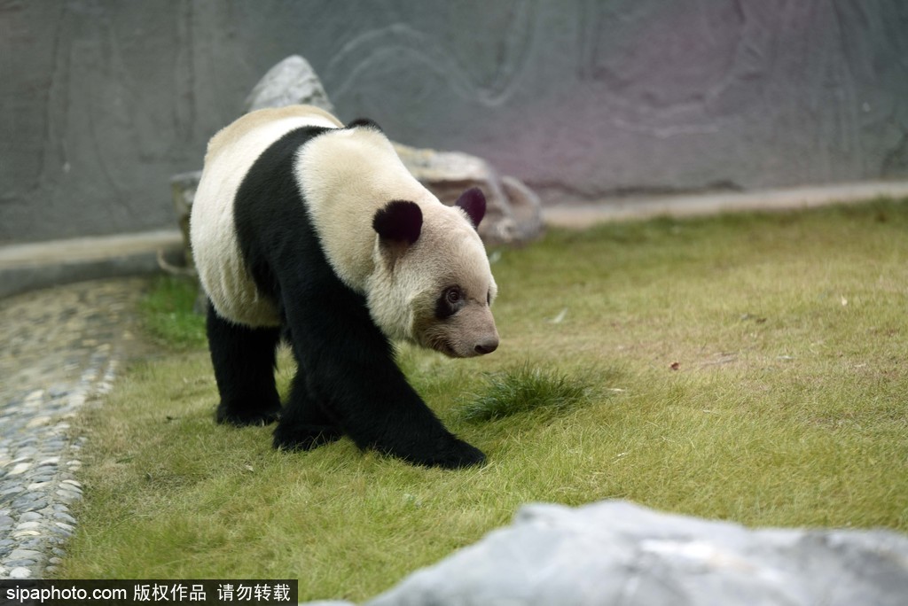 江蘇動(dòng)物園國(guó)寶大熊貓首次對(duì)外開放 吸引數(shù)萬(wàn)游客圍觀