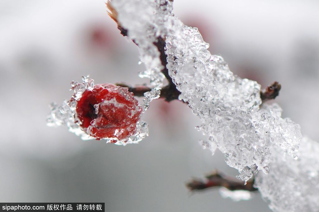 這個冬季太漫長？ 盤點霧凇冰掛美景讓你忘記季節(jié)時間