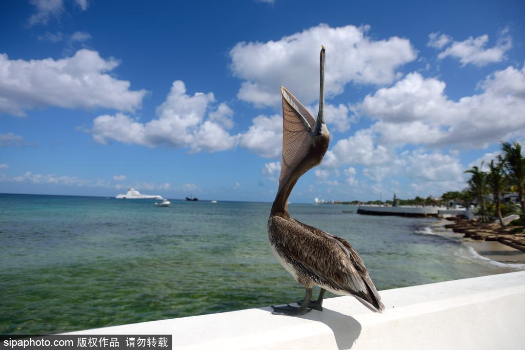 盤點(diǎn)動(dòng)物慵懶百態(tài) 伸懶腰打呵欠萌態(tài)十足