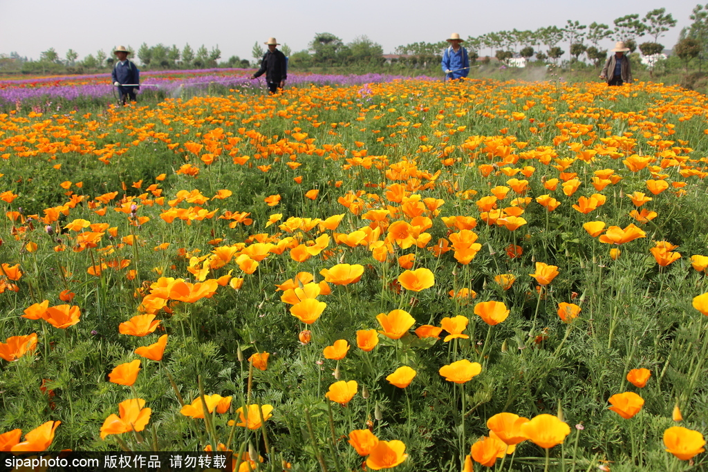 湖北孝感：鮮花盛開五彩繽紛 春風(fēng)和煦游人醉