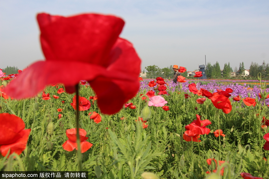 湖北孝感：鮮花盛開五彩繽紛 春風(fēng)和煦游人醉