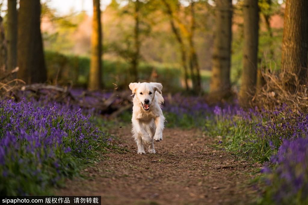 英國各地春光宜人 風(fēng)鈴草盛開如畫