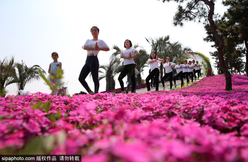 江蘇瑜伽愛好者花海林間展現(xiàn)運(yùn)動之美 愉悅身心成靚麗風(fēng)景