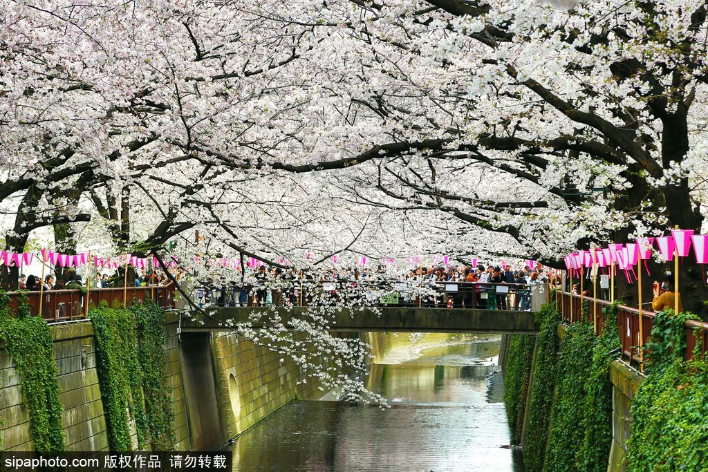 日本櫻花季之目黑河畔 絕美夢幻陶醉春光