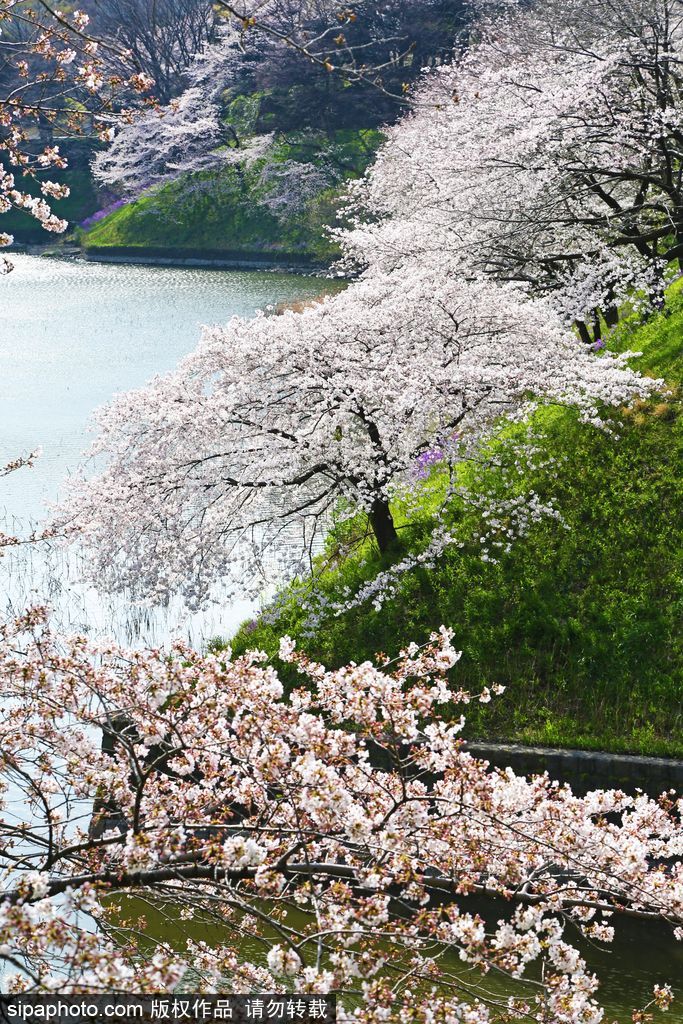 日本櫻花季之目黑河畔 絕美夢(mèng)幻陶醉春光