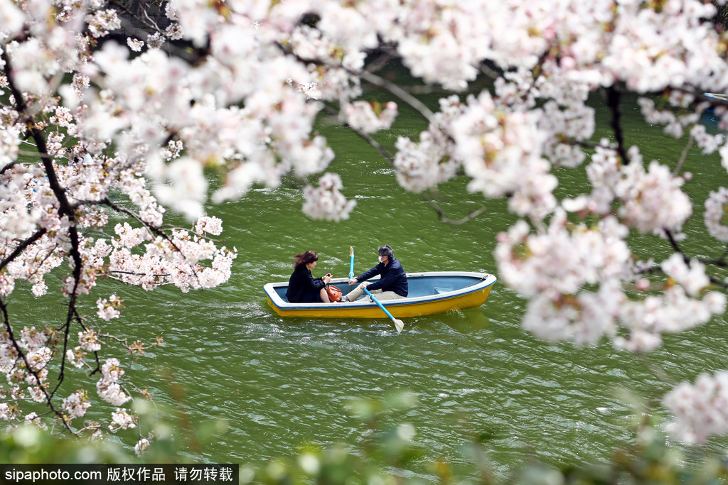 日本櫻花季之目黑河畔 絕美夢(mèng)幻陶醉春光