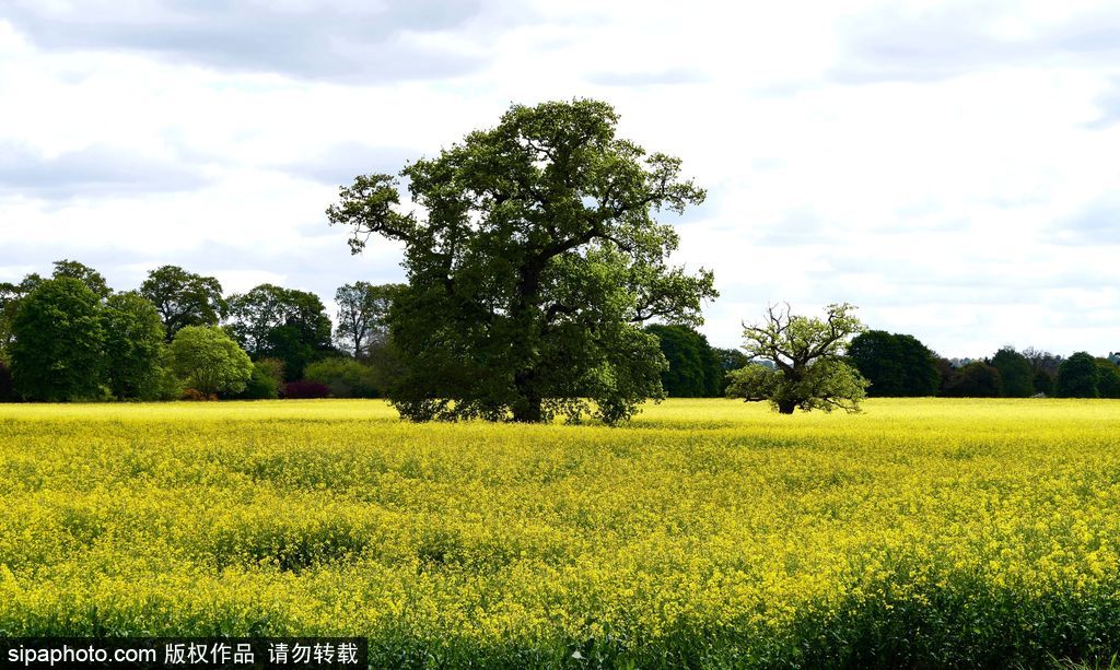 走進如畫英倫莊園 感受午后明媚春光