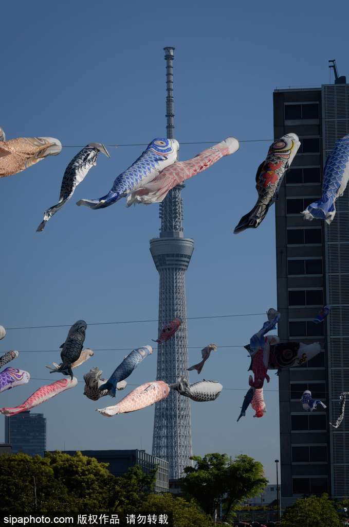 日本東京街頭鯉魚旗飄揚(yáng) 寄托祝福慶祝男孩節(jié)