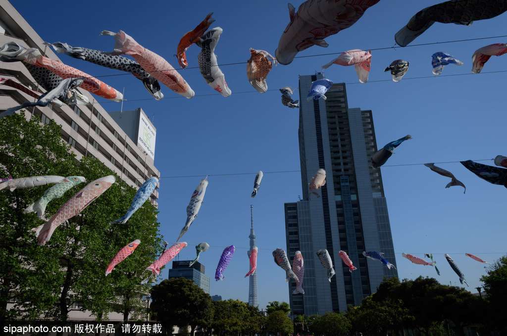 日本東京街頭鯉魚旗飄揚 寄托祝福慶祝男孩節(jié)