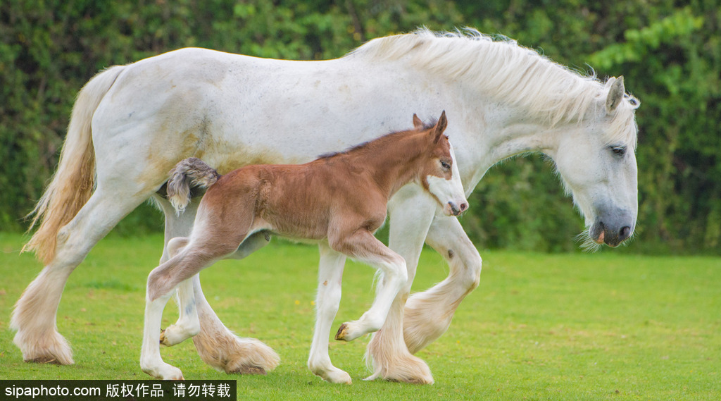 長大后我將成為你 母親節(jié)盤點動物界母子神同步