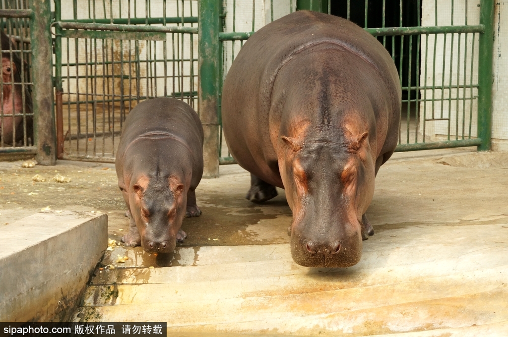 長大后我將成為你 母親節(jié)盤點(diǎn)動物界母子神同步