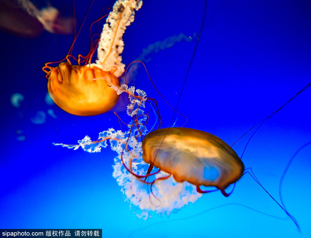 世界最大級別的水族館 日本大阪海游館