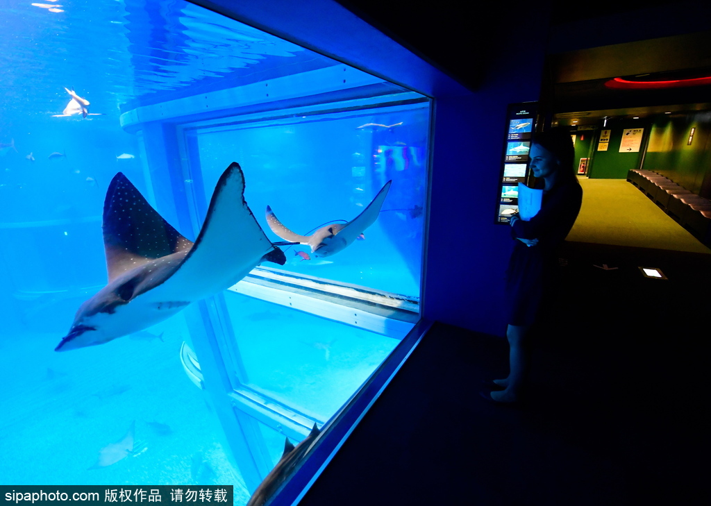 世界最大級別的水族館 日本大阪海游館