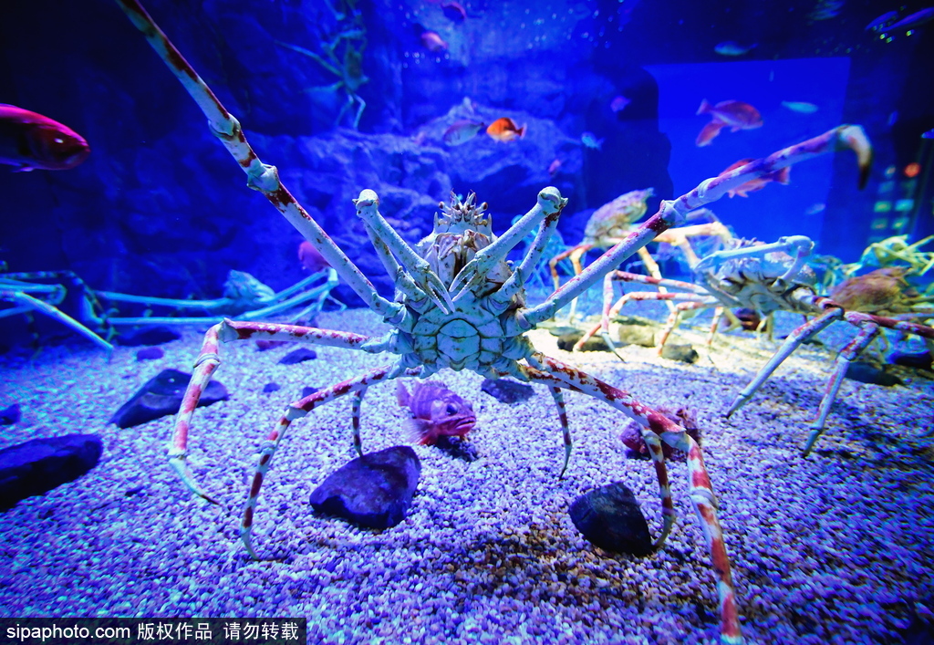 世界最大級(jí)別的水族館 日本大阪海游館