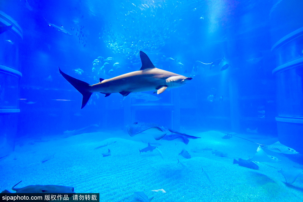 世界最大級別的水族館 日本大阪海游館