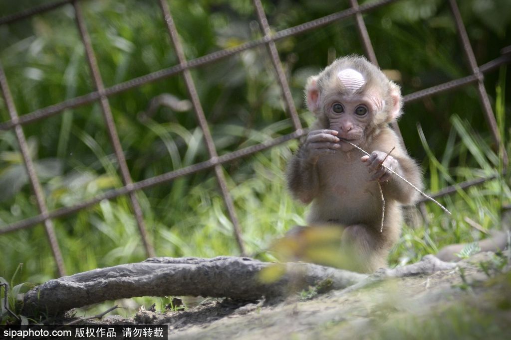 捷克動物園里的日本獼猴寶寶 依偎媽媽懷里呆萌可愛