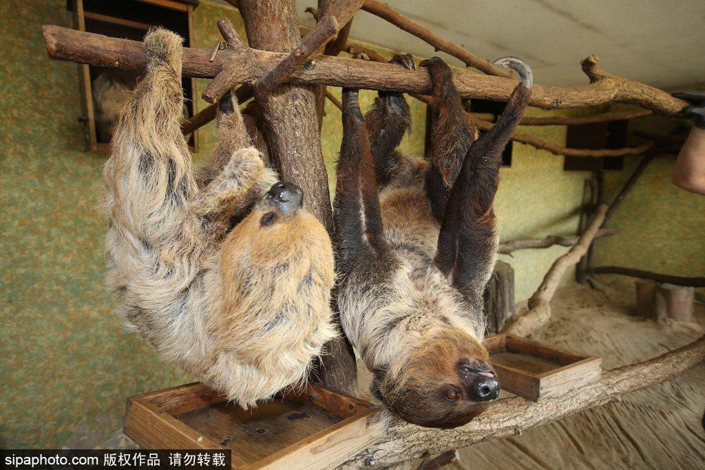 樹(shù)懶也有牙病？德國(guó)哈雷動(dòng)物園樹(shù)懶接受牙醫(yī)治療