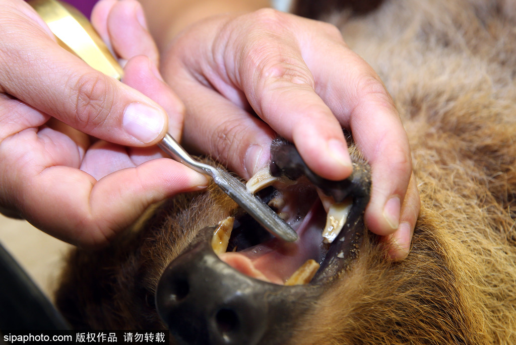 樹懶也有牙病？德國哈雷動(dòng)物園樹懶接受牙醫(yī)治療