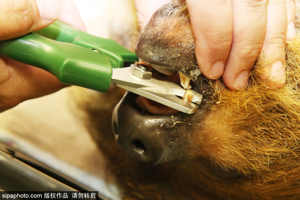 樹懶也有牙??？德國哈雷動物園樹懶接受牙醫(yī)治療