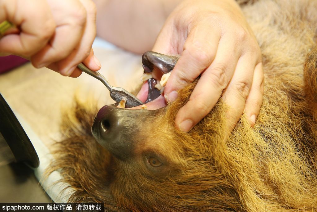 樹懶也有牙??？德國哈雷動物園樹懶接受牙醫(yī)治療