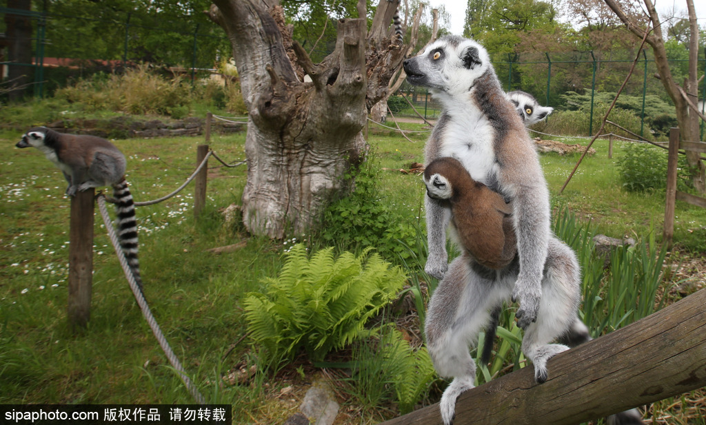 就是不撒手！環(huán)尾狐猴幼崽緊抱媽媽呆傻可愛