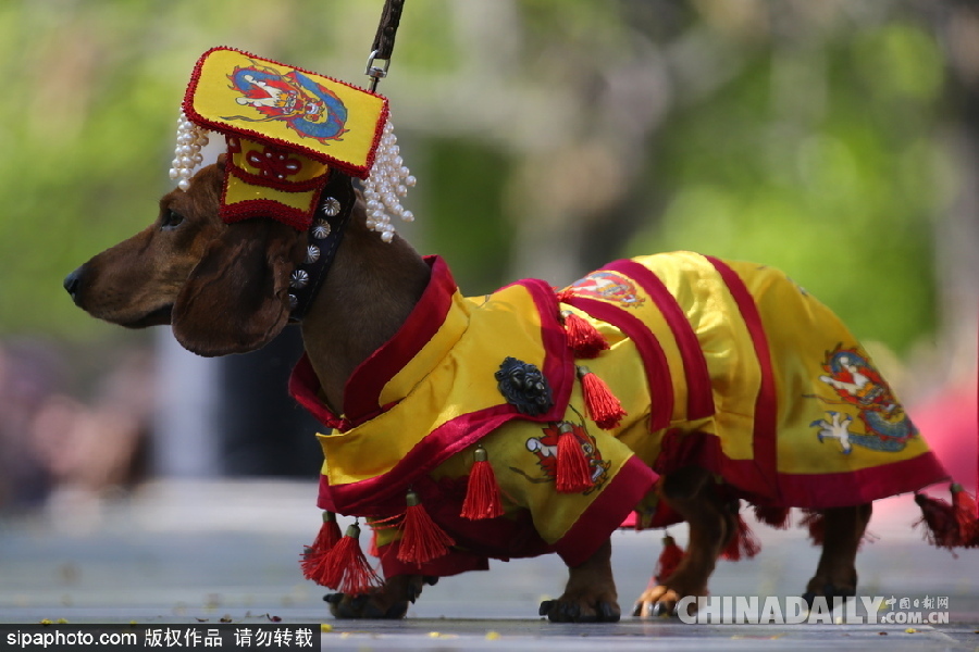 俄羅斯舉行臘腸犬游行活動 可愛狗狗上演“時裝秀”