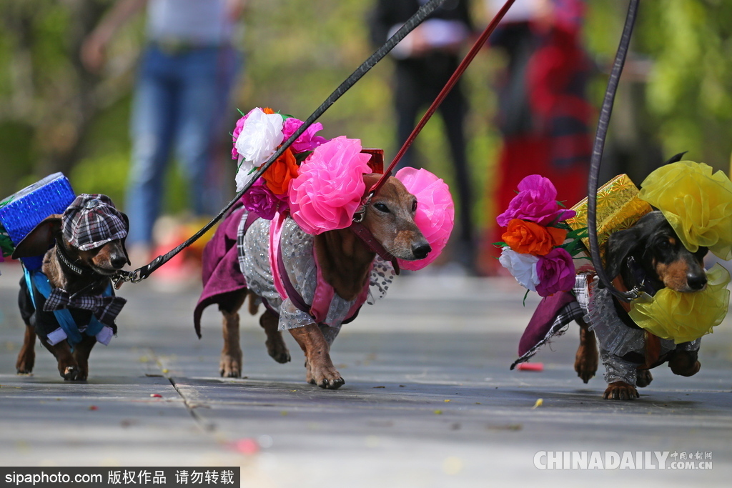 俄羅斯舉行臘腸犬游行活動(dòng) 可愛狗狗上演“時(shí)裝秀”