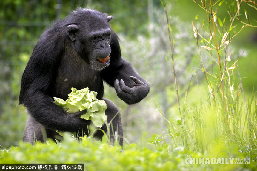 能耐了！捷克動物園黑猩猩直立行走采摘食物有模有樣