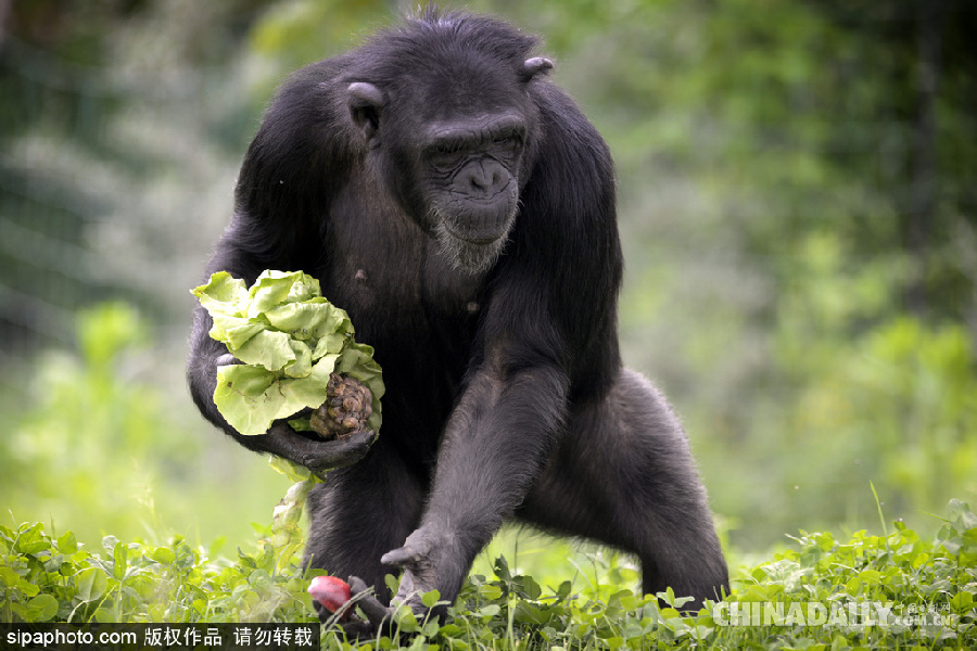 能耐了！捷克動物園黑猩猩直立行走采摘食物有模有樣