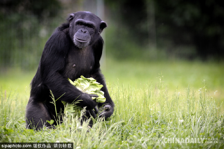 能耐了！捷克動(dòng)物園黑猩猩直立行走采摘食物有模有樣