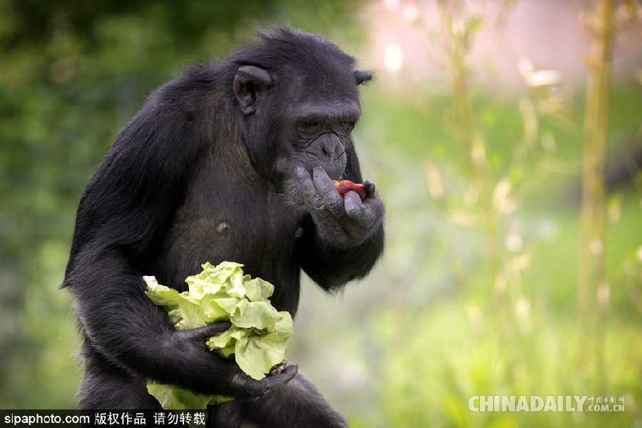 能耐了！捷克動(dòng)物園黑猩猩直立行走采摘食物有模有樣