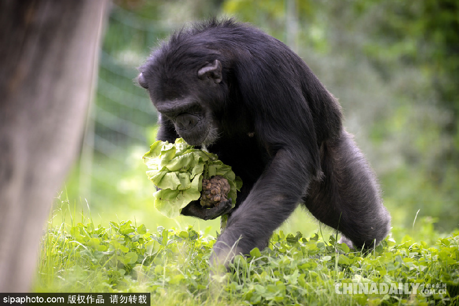 能耐了！捷克動(dòng)物園黑猩猩直立行走采摘食物有模有樣