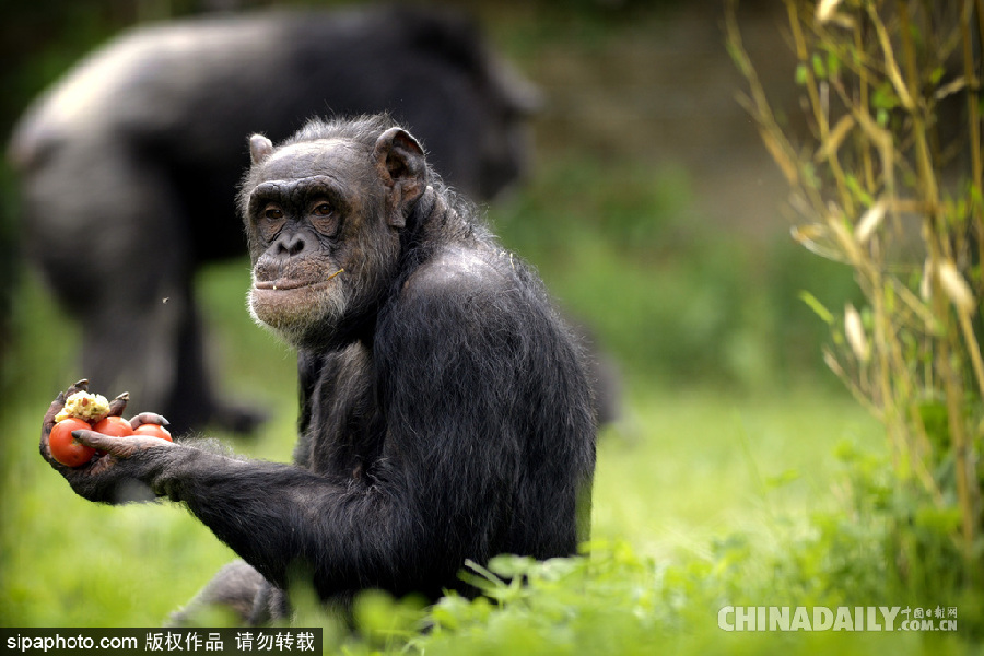 能耐了！捷克動物園黑猩猩直立行走采摘食物有模有樣