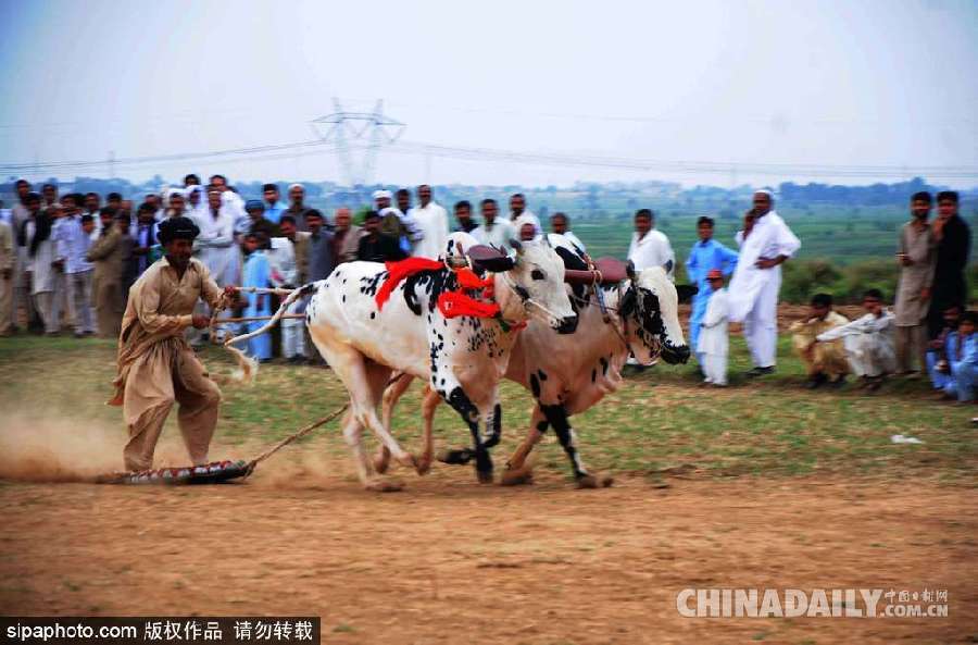 巴基斯坦舉行耕牛犁地大賽 場(chǎng)面激烈