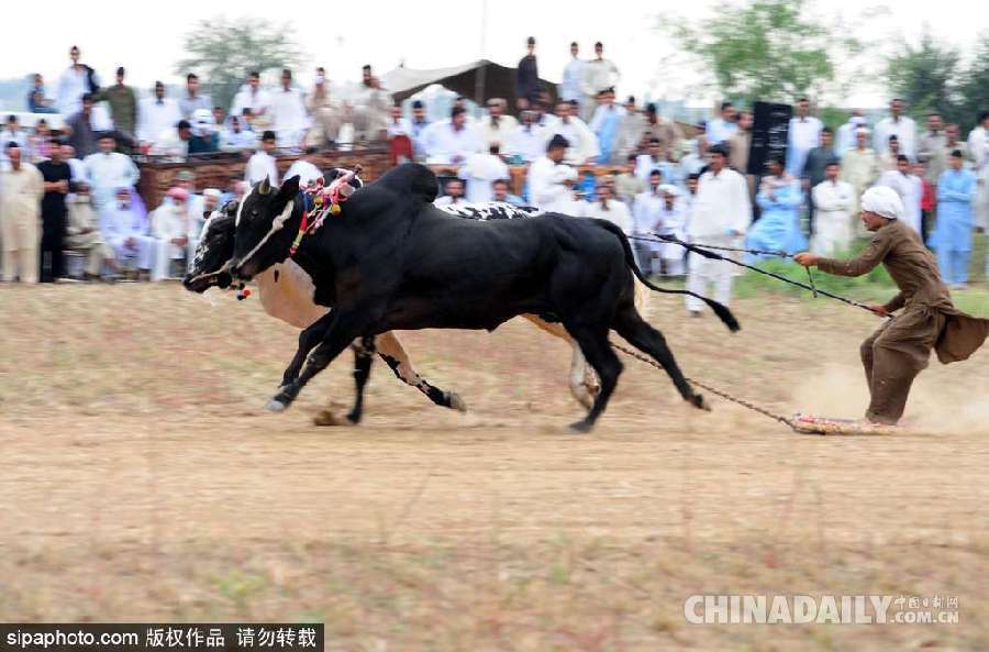 巴基斯坦舉行耕牛犁地大賽 場(chǎng)面激烈