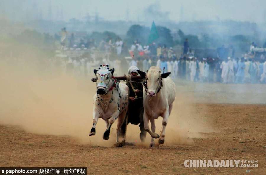 巴基斯坦舉行耕牛犁地大賽 場面激烈