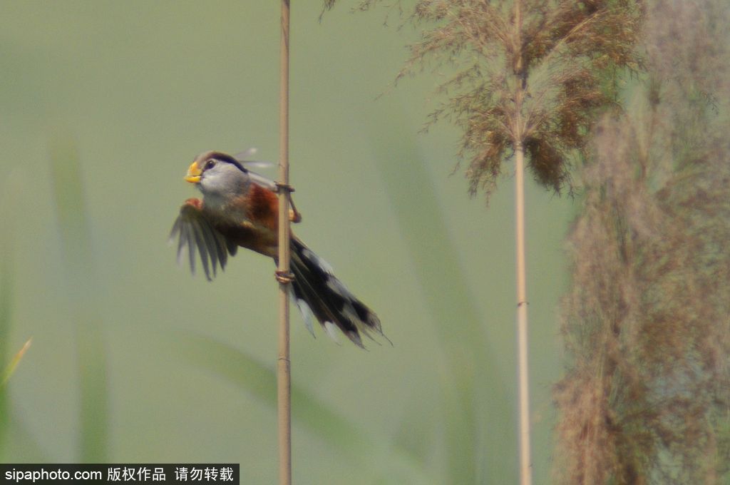 活化石“鳥(niǎo)中熊貓”——震旦鴉雀 落戶青島入?？跐竦?/></p>

<p>2017年6月1日，山東青島，數(shù)量在10只以上、全球?yàn)l危的“鳥(niǎo)中熊貓”震旦鴉雀在青島市白沙河入?？跐竦仃懤m(xù)被發(fā)現(xiàn)。圖為生活在蘆葦叢中的震旦鴉雀。</p>
</div>

<div width=