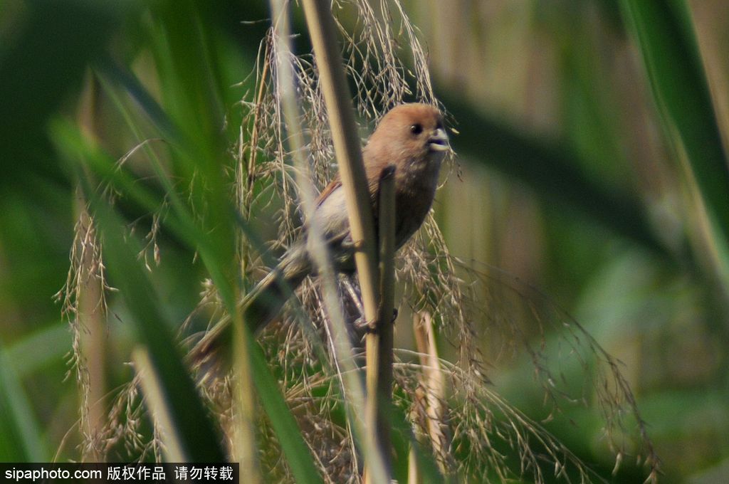 活化石“鳥中熊貓”——震旦鴉雀 落戶青島入?？跐竦?/></p>

<p>2017年6月1日，山東青島，數(shù)量在10只以上、全球瀕危的“鳥中熊貓”震旦鴉雀在青島市白沙河入海口濕地陸續(xù)被發(fā)現(xiàn)。圖為生活在蘆葦叢中的震旦鴉雀。</p>
</div>

<div width=