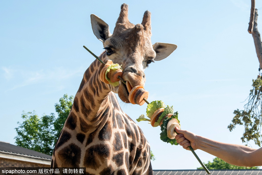 倫敦動(dòng)物園長頸鹿吃巨型蔬菜串 可愛呆萌