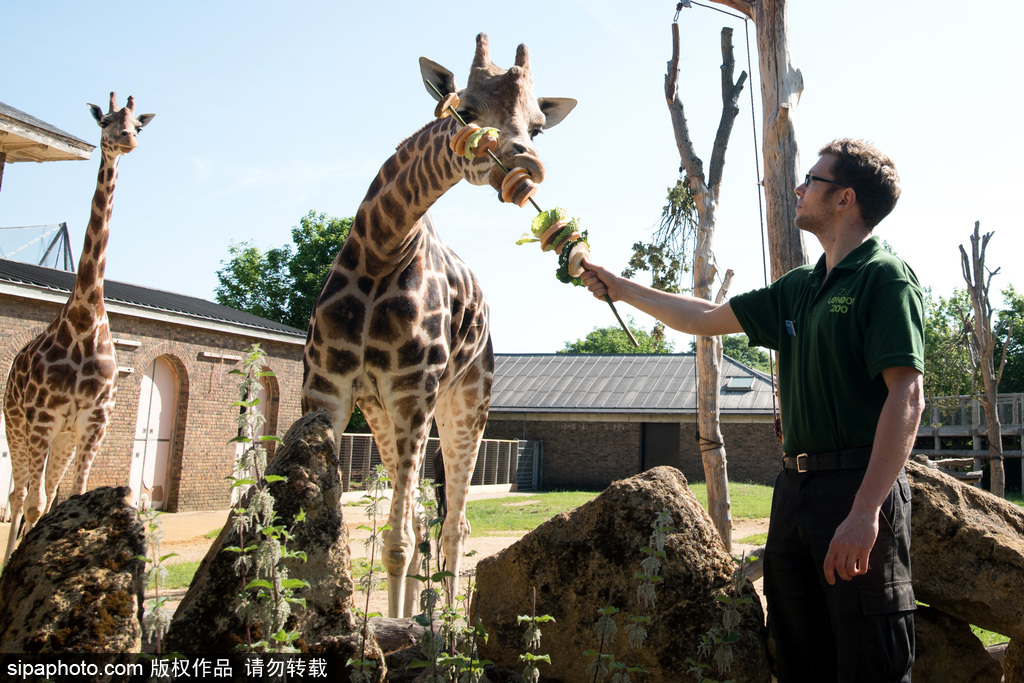 倫敦動物園長頸鹿吃巨型蔬菜串 可愛呆萌